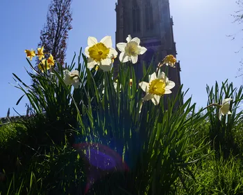 Louth Daffodils 1.jpg